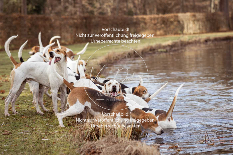 Schleppjagd_Schleissheim-547