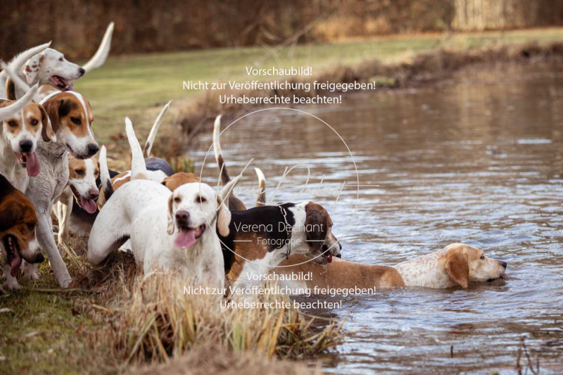 Schleppjagd_Schleissheim-552