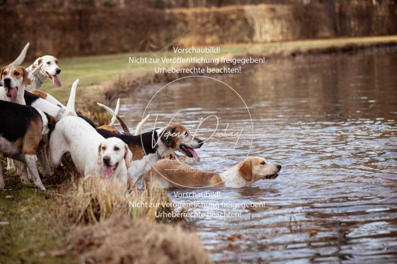 Schleppjagd_Schleissheim-553