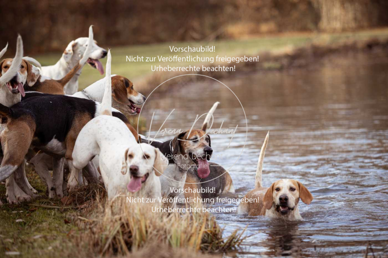 Schleppjagd_Schleissheim-555