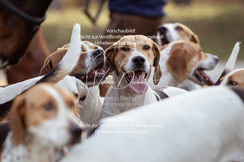 Schleppjagd_Schleissheim-856