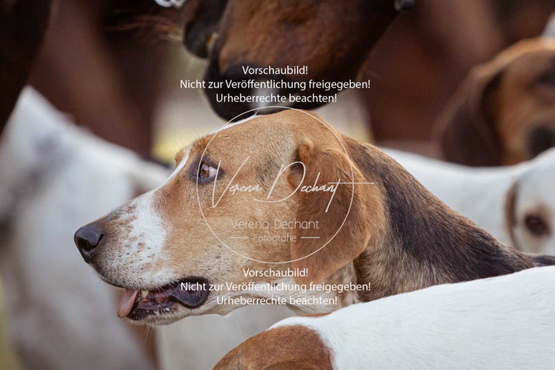 Schleppjagd_Schleissheim-857