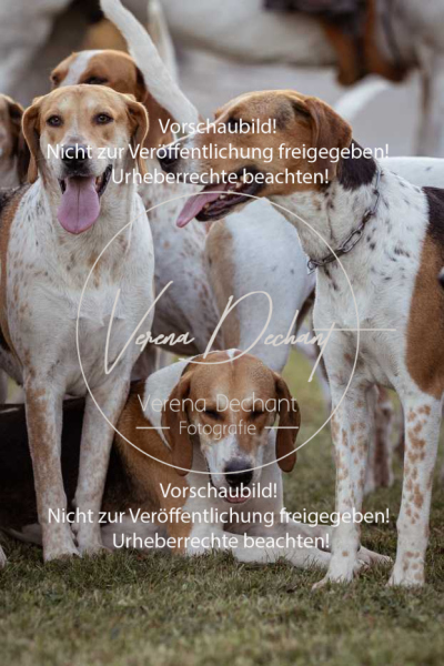 Schleppjagd_Schleissheim-860