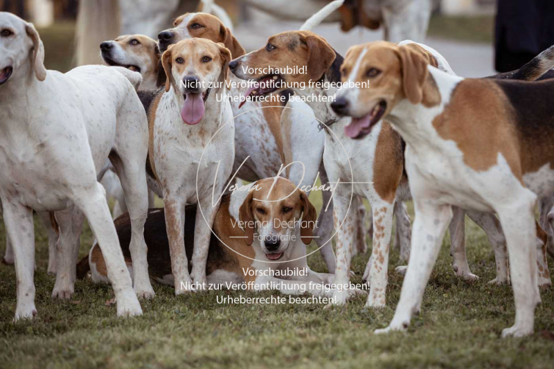 Schleppjagd_Schleissheim-861