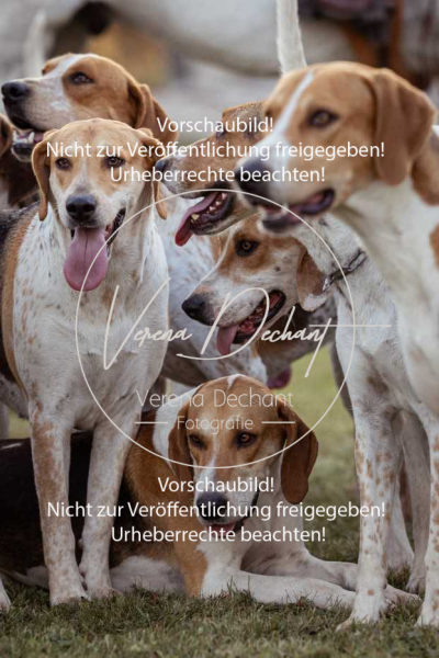 Schleppjagd_Schleissheim-862