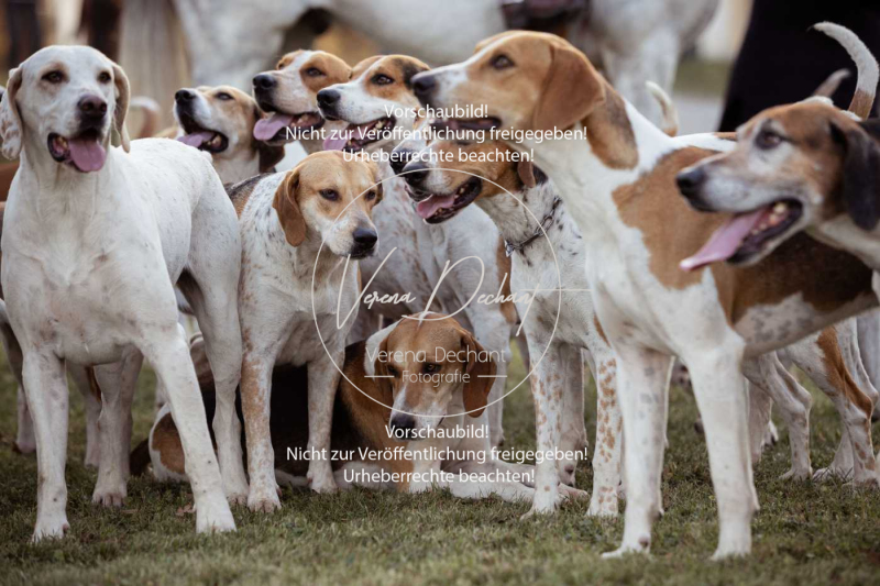 Schleppjagd_Schleissheim-863