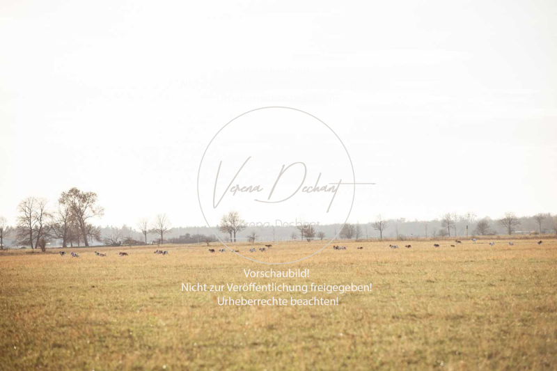 Schleppjagd_Schleissheim-906