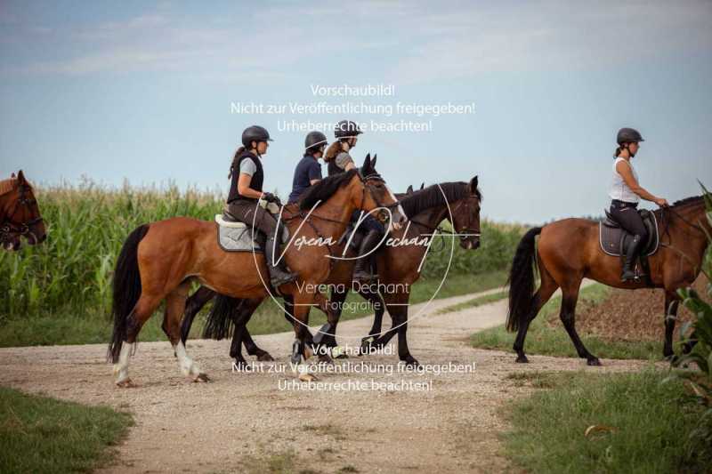 Schleppjagdtraining_2023-088