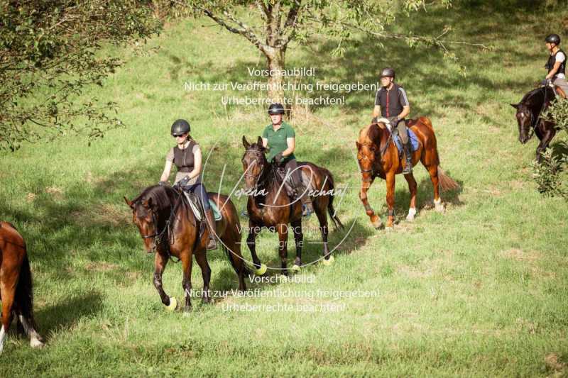 Schleppjagdtraining_2023-117-2