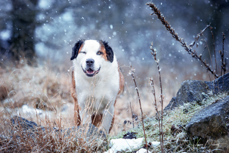 Verena Dechant Hundefotografie Niederbayern Bayern