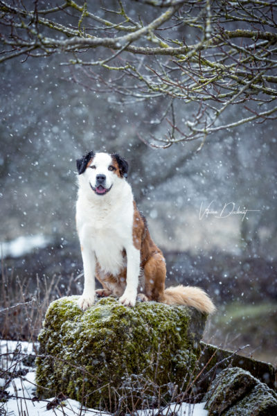 Verena Dechant Hundefotografie Niederbayern Bayern