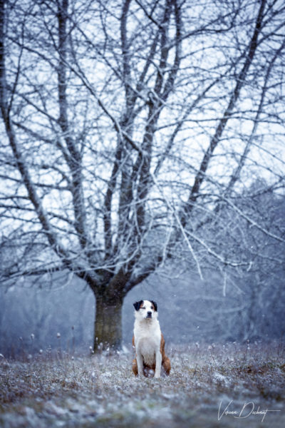 Verena Dechant Hundefotografie Niederbayern Bayern