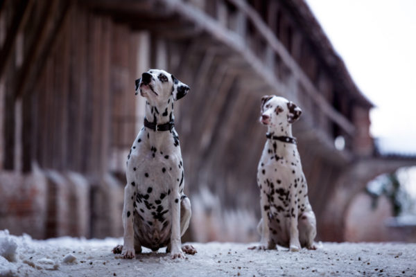 Wotan & Kara auf der Burg Trausnitz Verena Dechant Hundefotografie Niederbayern Bayern