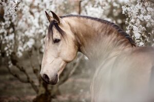 VerenaDechantFotografie_Lusitano_Kirschblütenshooting_Slider Lusitano in der Kirschblüte