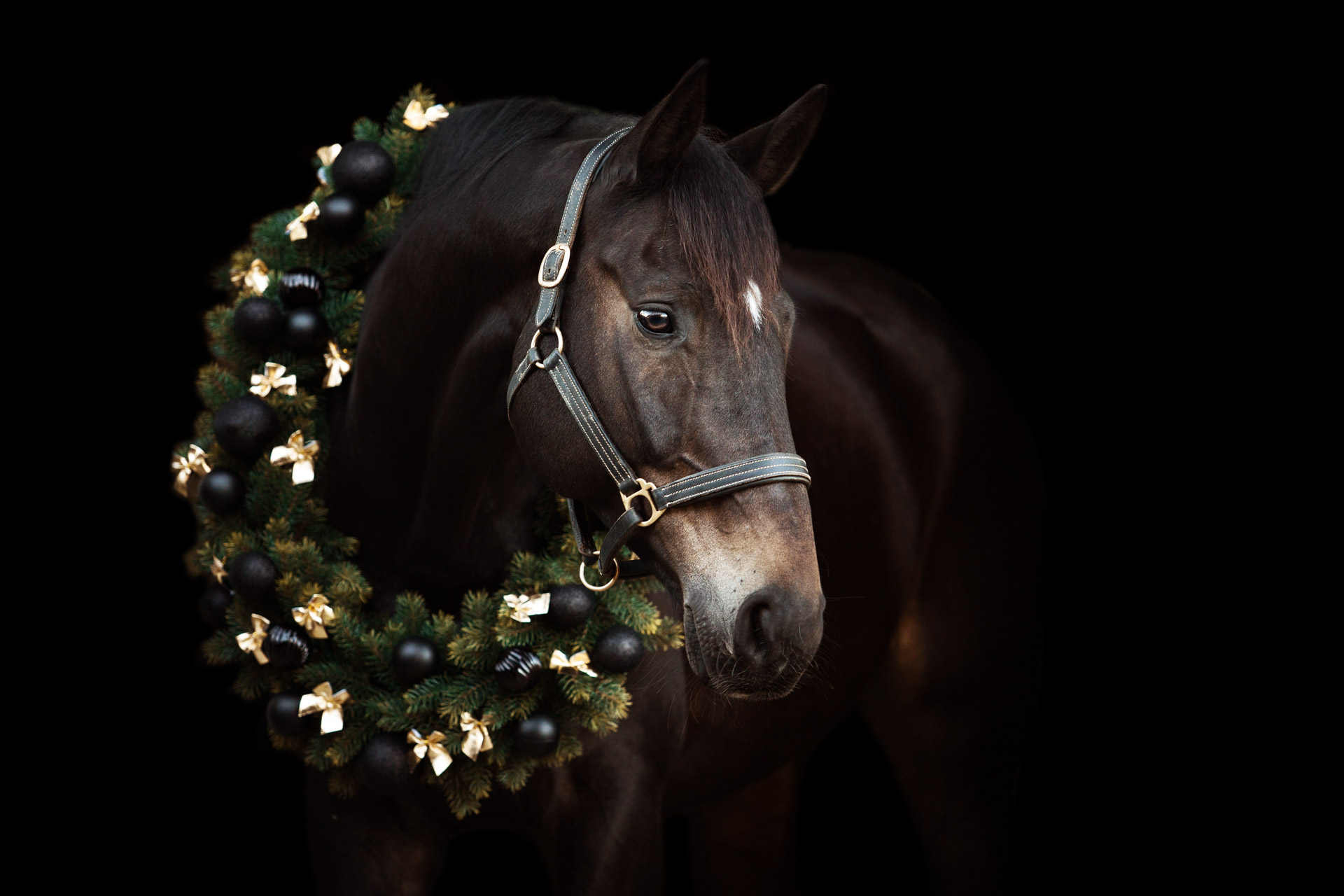 Weihnachtsshooting Verena Dechant Fotografie