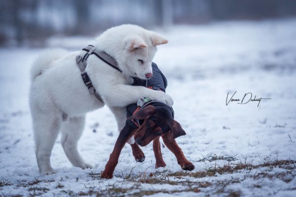 Welpen beim Spielen Verena Dechant Hundefotografie Bayern