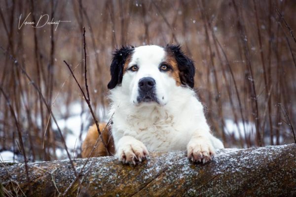 Samy an Location 1 Verena Dechant Hundefotografie Niederbayern Bayern