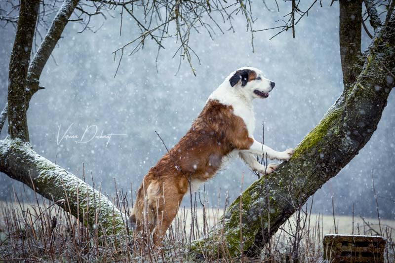 Verena Dechant Hundefotografie Niederbayern Bayern