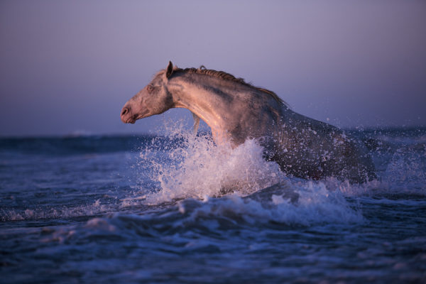 RHM Stallion Wrangler Stald Nordkap Stald Nordkap