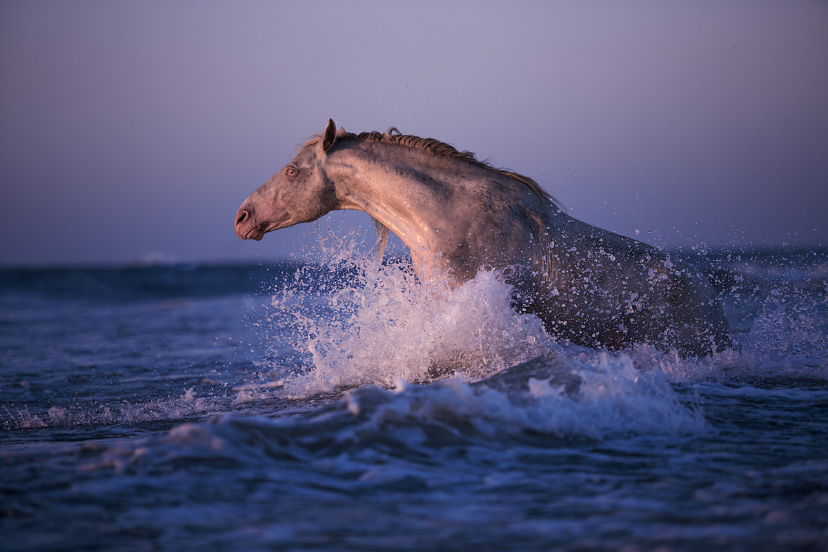 RHM Stallion Wrangler Stald Nordkap Stald Nordkap