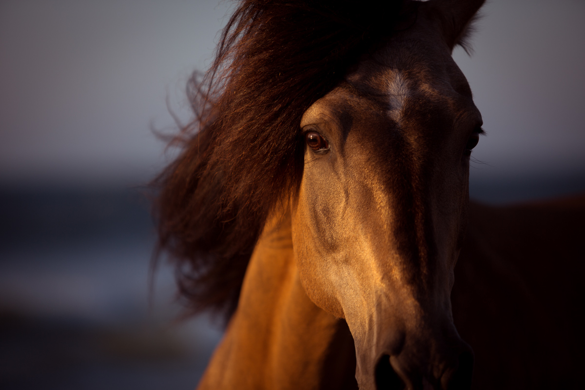 American Saddlebred Horse - Diamanté's