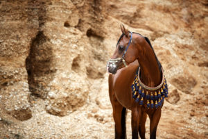 Vollblutaraber Deckhengst ASE Bellagio - Fotografentreffen Araber in der Sandgrube