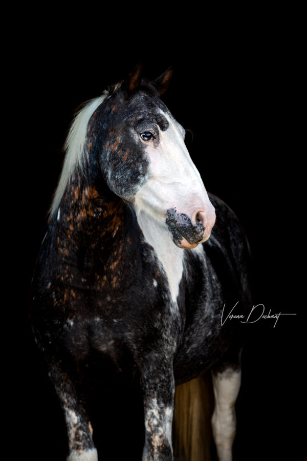 Verena Dechant, Pferdefotograf, Landshut, Bayern, Pferd und Mensch, Portrait,