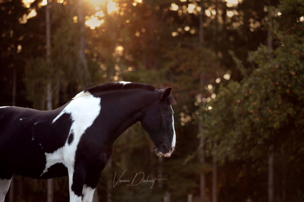 Verena Dechant, Pferdefotograf, Landshut, Bayern, Pferd und Mensch, Portrait,