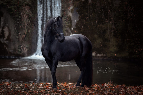 Kundenshooting Friese am Wasserfall Verena Dechant, Pferdefotograf, Landshut, Bayern, Pferd und Mensch, Portrait,