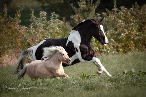 Lielan und Kiara im Galopp über die Wiese Pferdefotografie, Shooting, Verena Dechant, Landshut, Bayern, Niederbayern, Pferdeshooting, Pferd und Mensch