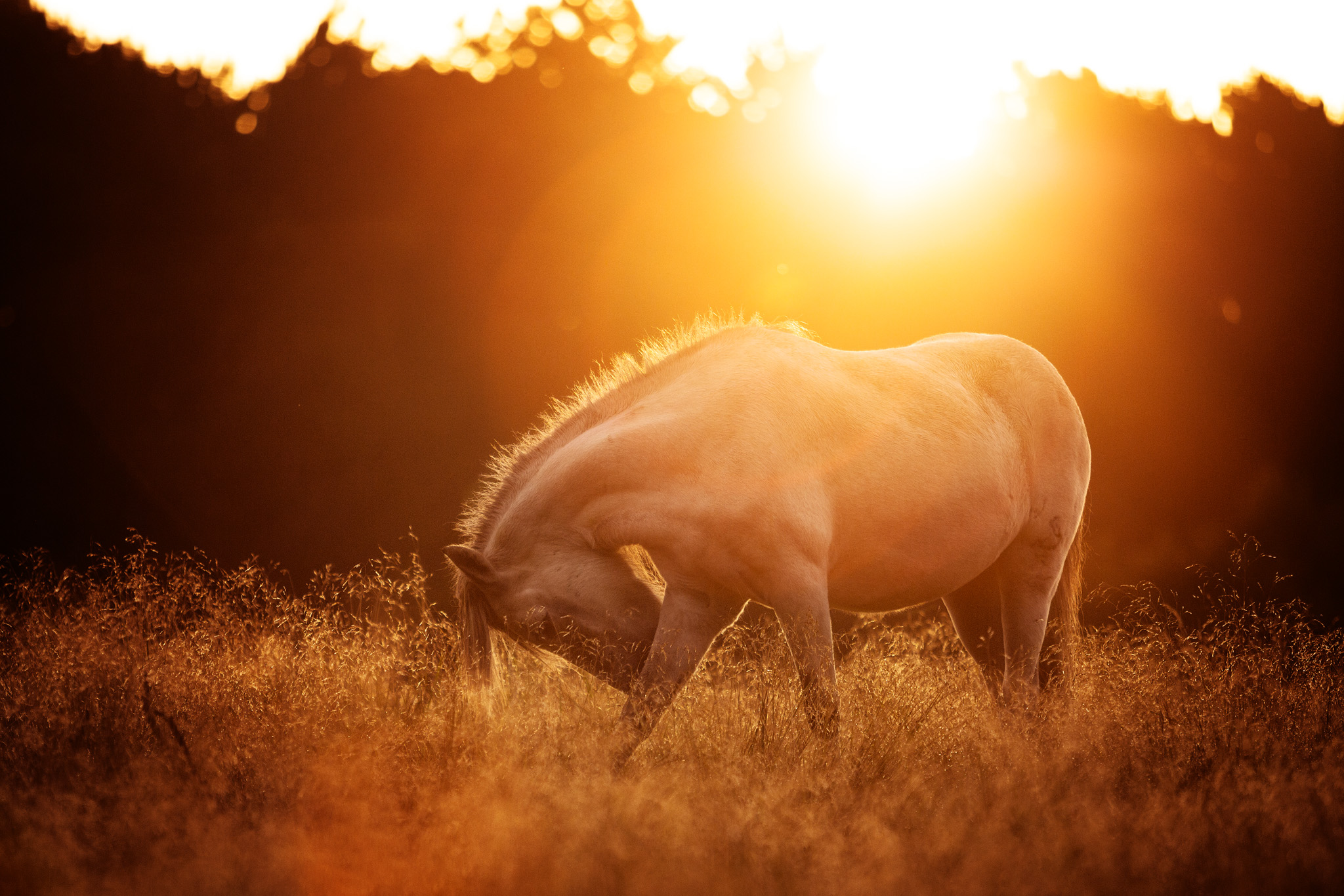 Pferd im Sonnenaufgang