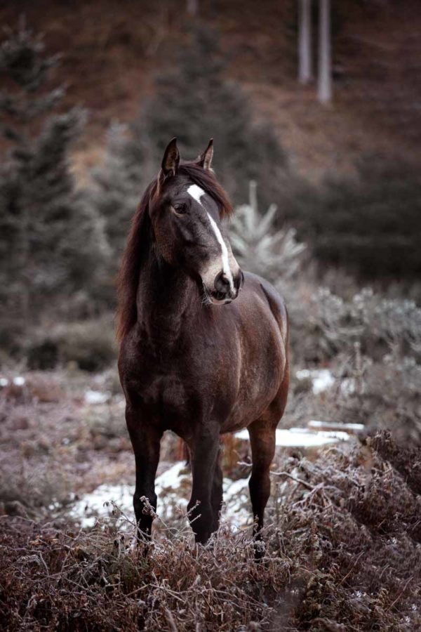 Lusitano Jumanji