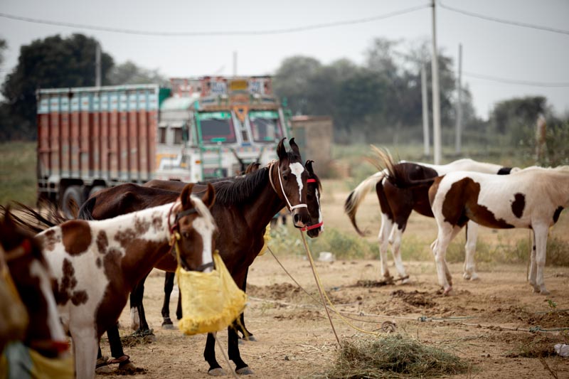 Pferdemarkt in Indien