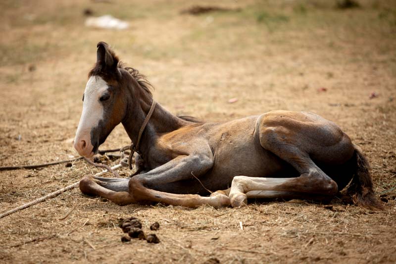 Pferdemarkt in Indien