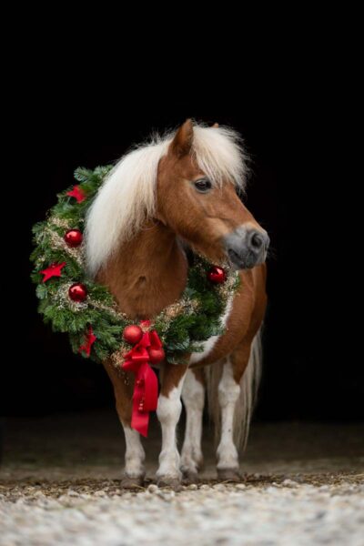 Tierschutzpony Maaike