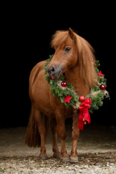 Tierschutzpony Alfred