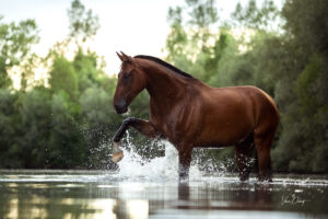 Summer Splash