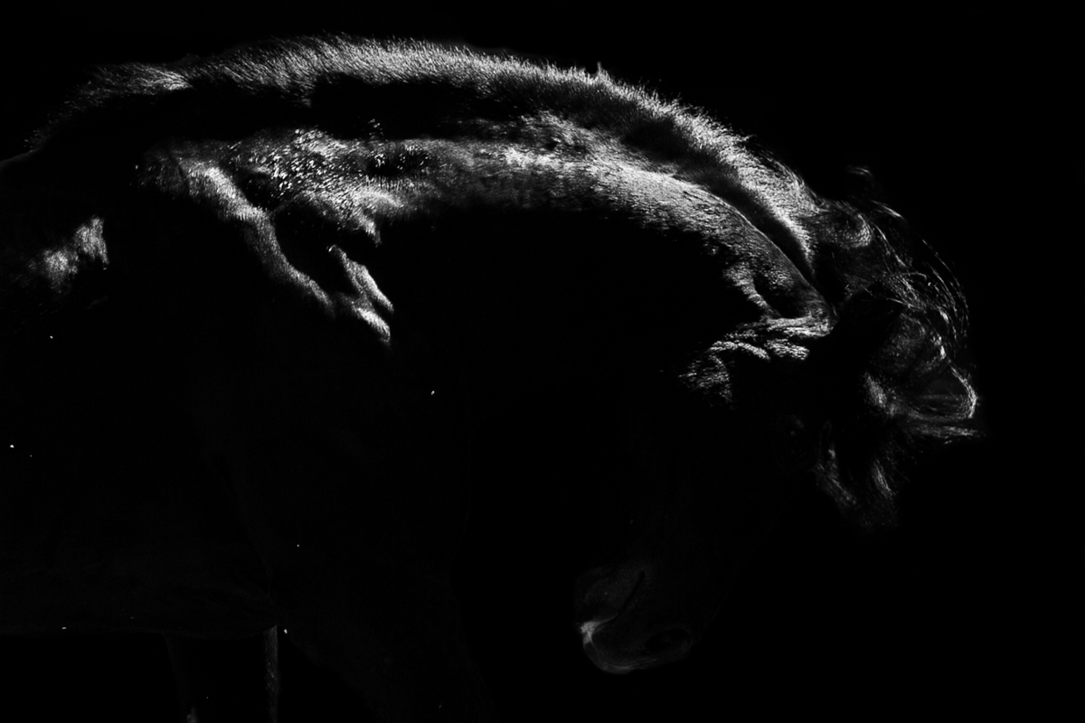 Serie: Shadow Horses