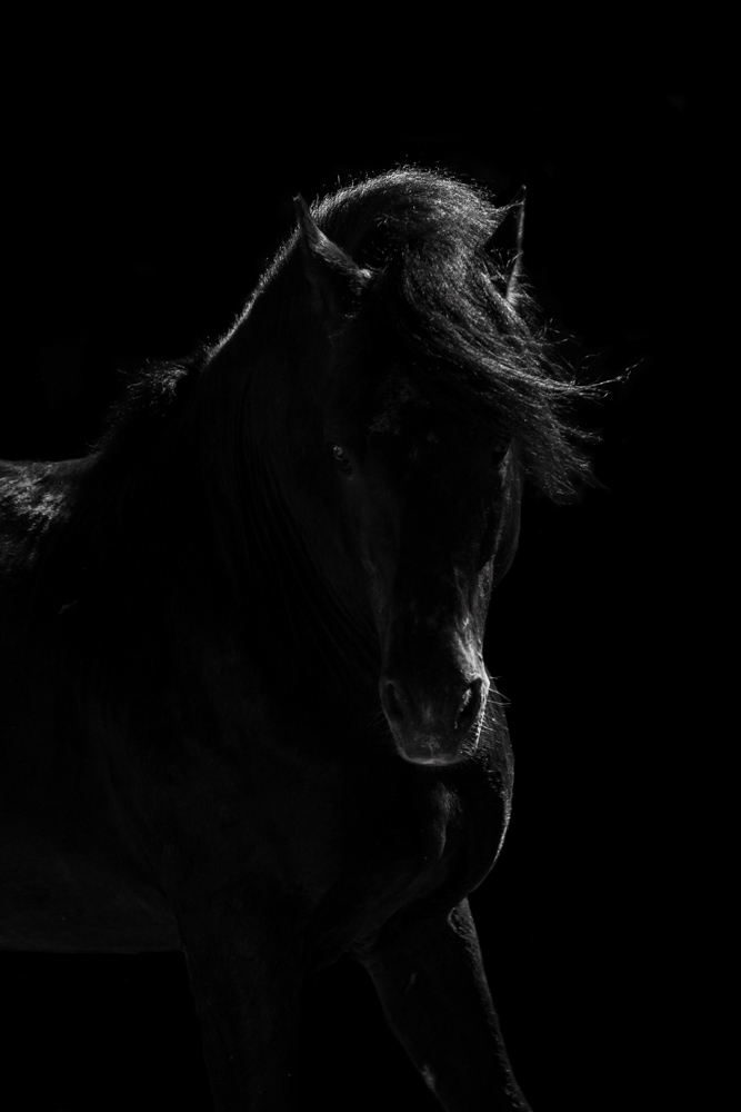 Serie: Shadow Horses