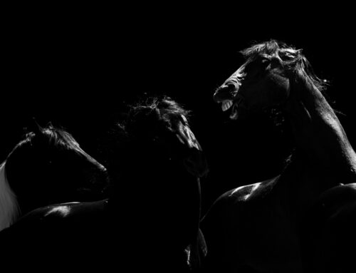 Shadow Horses – Meine erste Bilderreihe
