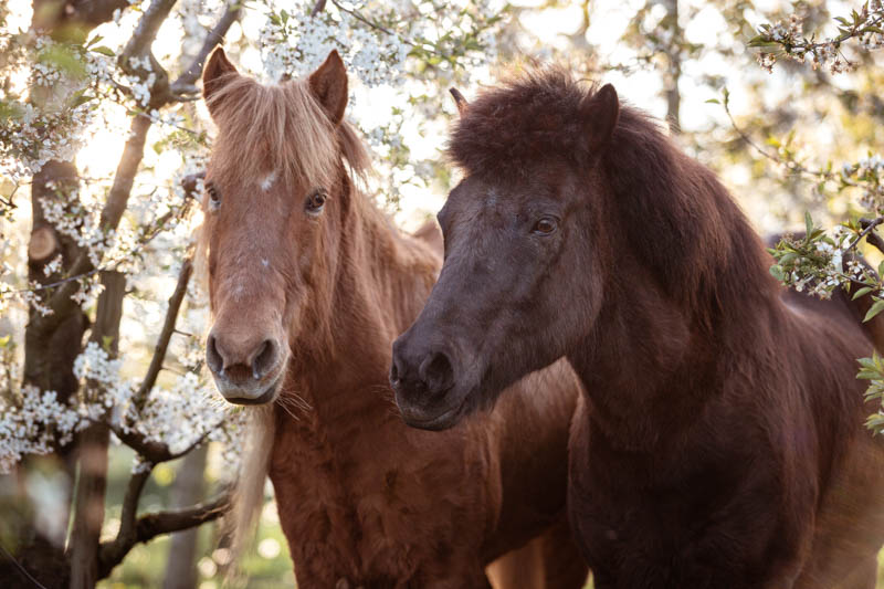 Islandponys beim Blütenshooting Islandponys beim Blütenshooting